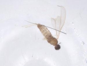  ( - CBG-B20201-D04)  @11 [ ] CreativeCommons - Attribution Share - Alike (2025) Centre for Biodiversity Genomics Centre for Biodiversity Genomics