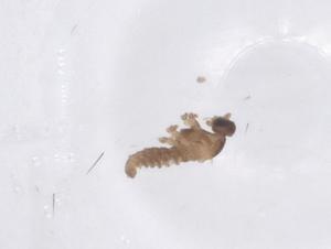  ( - CBG-B20201-D09)  @11 [ ] CreativeCommons - Attribution Share - Alike (2025) Centre for Biodiversity Genomics Centre for Biodiversity Genomics