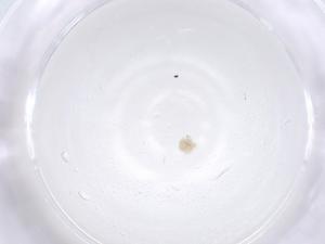  ( - CBG-B20201-D12)  @11 [ ] CreativeCommons - Attribution Share - Alike (2025) Centre for Biodiversity Genomics Centre for Biodiversity Genomics