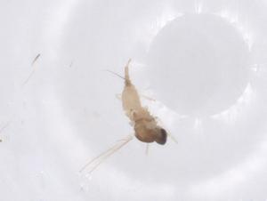  ( - CBG-B20201-E07)  @11 [ ] CreativeCommons - Attribution Share - Alike (2025) Centre for Biodiversity Genomics Centre for Biodiversity Genomics