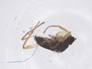  ( - CBG-B20201-G08)  @11 [ ] CreativeCommons - Attribution Share - Alike (2025) Centre for Biodiversity Genomics Centre for Biodiversity Genomics