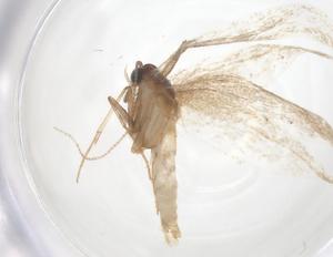  ( - CBG-B20202-H01)  @11 [ ] CreativeCommons - Attribution Share - Alike (2025) Centre for Biodiversity Genomics Centre for Biodiversity Genomics