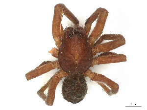  (Spinoctenus yotoco - CBG-B00092-H11)  @11 [ ] CreativeCommons - Attribution Share - Alike (2025) CBG Photography Group Centre for Biodiversity Genomics