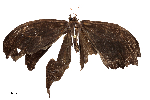  ( - CBG-B00095-G10)  @11 [ ] CreativeCommons - Attribution Share - Alike (2025) CBG Photography Group Centre for Biodiversity Genomics