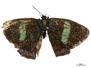  ( - CBG-B01655-G09)  @11 [ ] CreativeCommons - Attribution Share - Alike (2025) CBG Photography Group Centre for Biodiversity Genomics