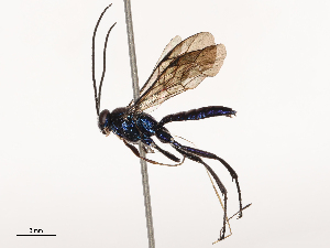  ( - CBG-B01655-H02)  @11 [ ] CreativeCommons - Attribution Share - Alike (2025) CBG Photography Group Centre for Biodiversity Genomics