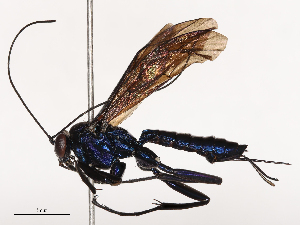  ( - CBG-B01658-A01)  @11 [ ] CreativeCommons - Attribution Share - Alike (2025) CBG Photography Group Centre for Biodiversity Genomics