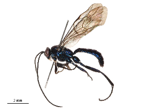  ( - CBG-B01663-B03)  @11 [ ] CreativeCommons - Attribution Share - Alike (2025) CBG Photography Group Centre for Biodiversity Genomics