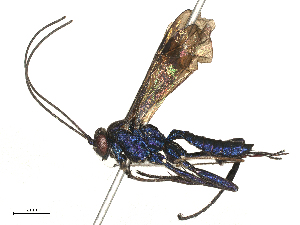  ( - CBG-B01663-C06)  @11 [ ] CreativeCommons - Attribution Share - Alike (2025) CBG Photography Group Centre for Biodiversity Genomics
