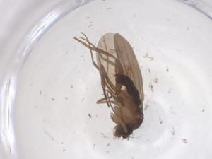  ( - CBG-B01747-E02)  @11 [ ] CreativeCommons - Attribution Share - Alike (2025) Centre for Biodiversity Genomics Centre for Biodiversity Genomics