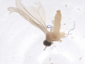  ( - CBG-B01749-B01)  @11 [ ] CreativeCommons - Attribution Share - Alike (2025) Centre for Biodiversity Genomics Centre for Biodiversity Genomics