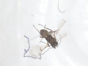  ( - CBG-B01750-H10)  @11 [ ] CreativeCommons - Attribution Share - Alike (2025) Centre for Biodiversity Genomics Centre for Biodiversity Genomics