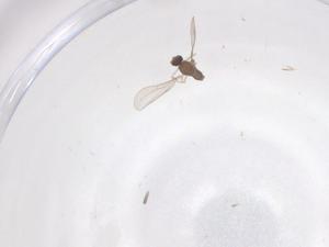  ( - CBG-B01751-D02)  @11 [ ] CreativeCommons - Attribution Share - Alike (2025) Centre for Biodiversity Genomics Centre for Biodiversity Genomics