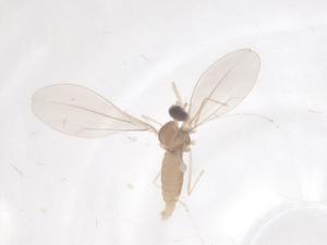  ( - CBG-B01751-H06)  @11 [ ] CreativeCommons - Attribution Share - Alike (2025) Centre for Biodiversity Genomics Centre for Biodiversity Genomics