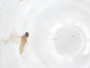  ( - CBG-B01991-H03)  @11 [ ] CreativeCommons - Attribution Share - Alike (2025) Centre for Biodiversity Genomics Centre for Biodiversity Genomics