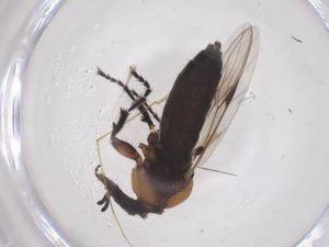  ( - CBG-B03255-F08)  @11 [ ] CreativeCommons - Attribution Share - Alike (2025) Centre for Biodiversity Genomics Centre for Biodiversity Genomics