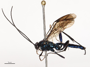  ( - CBG-B03263-B01)  @11 [ ] CreativeCommons - Attribution Share - Alike (2025) CBG Photography Group Centre for Biodiversity Genomics