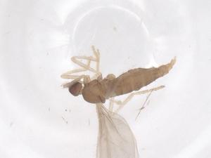  ( - CBG-B03293-G12)  @11 [ ] CreativeCommons - Attribution Share - Alike (2025) Centre for Biodiversity Genomics Centre for Biodiversity Genomics