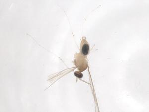  ( - CBG-B03293-H11)  @11 [ ] CreativeCommons - Attribution Share - Alike (2025) Centre for Biodiversity Genomics Centre for Biodiversity Genomics