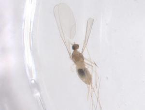  ( - CBG-B03294-B12)  @11 [ ] CreativeCommons - Attribution Share - Alike (2025) Centre for Biodiversity Genomics Centre for Biodiversity Genomics