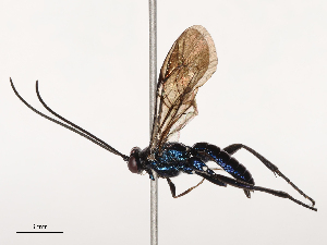  ( - CBG-B03402-A11)  @11 [ ] CreativeCommons - Attribution Share - Alike (2025) CBG Photography Group Centre for Biodiversity Genomics