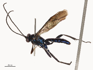  ( - CBG-B03402-E10)  @11 [ ] CreativeCommons - Attribution Share - Alike (2025) CBG Photography Group Centre for Biodiversity Genomics