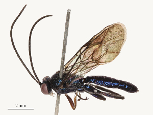  ( - CBG-B03402-F09)  @11 [ ] CreativeCommons - Attribution Share - Alike (2025) CBG Photography Group Centre for Biodiversity Genomics