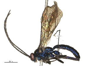 ( - CBG-B03406-A10)  @11 [ ] CreativeCommons - Attribution Share - Alike (2025) CBG Photography Group Centre for Biodiversity Genomics