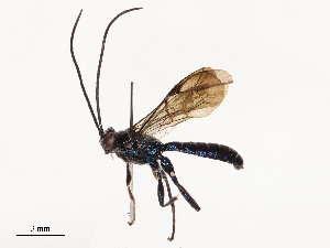  ( - CBG-B03406-B02)  @11 [ ] CreativeCommons - Attribution Share - Alike (2025) CBG Photography Group Centre for Biodiversity Genomics