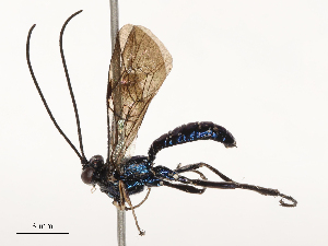  ( - CBG-B03406-F12)  @11 [ ] CreativeCommons - Attribution Share - Alike (2025) CBG Photography Group Centre for Biodiversity Genomics