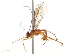  (Aleiodes falloni - CBG-B03407-C10)  @11 [ ] CreativeCommons - Attribution Share - Alike (2025) CBG Photography Group Centre for Biodiversity Genomics