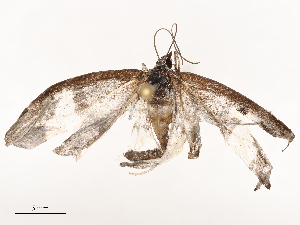  ( - CBG-B03410-E12)  @11 [ ] CreativeCommons - Attribution Share - Alike (2025) CBG Photography Group Centre for Biodiversity Genomics