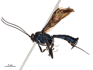  ( - CBG-B03418-A07)  @11 [ ] CreativeCommons - Attribution Share - Alike (2025) CBG Photography Group Centre for Biodiversity Genomics