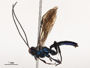  ( - CBG-B03418-A12)  @11 [ ] CreativeCommons - Attribution Share - Alike (2025) CBG Photography Group Centre for Biodiversity Genomics