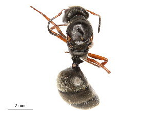  ( - CBG-B03420-E05)  @11 [ ] CreativeCommons - Attribution Share - Alike (2025) CBG Photography Group Centre for Biodiversity Genomics