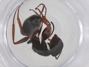  ( - CBG-B03614-C08)  @11 [ ] CreativeCommons - Attribution Share - Alike (2025) Centre for Biodiversity Genomics Centre for Biodiversity Genomics