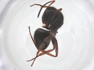  ( - CBG-B03614-H01)  @11 [ ] CreativeCommons - Attribution Share - Alike (2025) Centre for Biodiversity Genomics Centre for Biodiversity Genomics