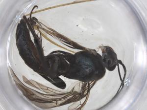  ( - CBG-B03628-E04)  @11 [ ] CreativeCommons - Attribution Share - Alike (2025) Centre for Biodiversity Genomics Centre for Biodiversity Genomics