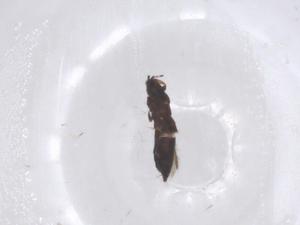  ( - CBG-B03631-E04)  @11 [ ] CreativeCommons - Attribution Share - Alike (2025) Centre for Biodiversity Genomics Centre for Biodiversity Genomics