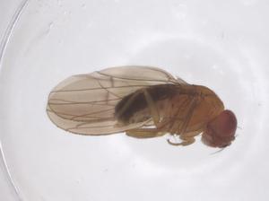  ( - CBG-B03641-H06)  @11 [ ] CreativeCommons - Attribution Share - Alike (2025) Centre for Biodiversity Genomics Centre for Biodiversity Genomics