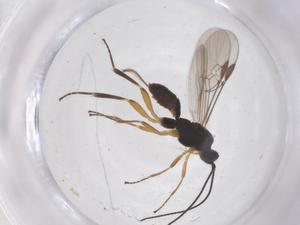  ( - CBG-B04259-A11)  @11 [ ] CreativeCommons - Attribution Share - Alike (2025) Centre for Biodiversity Genomics Centre for Biodiversity Genomics