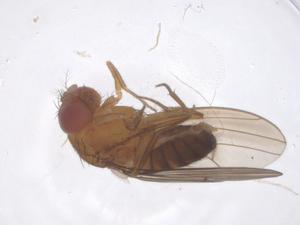  ( - CBG-B04283-D01)  @11 [ ] CreativeCommons - Attribution Share - Alike (2025) Centre for Biodiversity Genomics Centre for Biodiversity Genomics