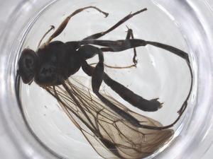  ( - CBG-B04352-H09)  @11 [ ] CreativeCommons - Attribution Share - Alike (2025) Centre for Biodiversity Genomics Centre for Biodiversity Genomics