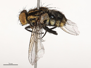  ( - CBG-B04362-B11)  @11 [ ] CreativeCommons - Attribution Share - Alike (2025) CBG Photography Group Centre for Biodiversity Genomics