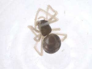  ( - CBG-B04481-D01)  @11 [ ] CreativeCommons - Attribution Share - Alike (2025) Centre for Biodiversity Genomics Centre for Biodiversity Genomics