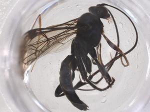  ( - CBG-B04507-G02)  @11 [ ] CreativeCommons - Attribution Share - Alike (2025) Centre for Biodiversity Genomics Centre for Biodiversity Genomics