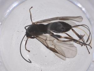  ( - CBG-B04510-G09)  @11 [ ] CreativeCommons - Attribution Share - Alike (2025) Centre for Biodiversity Genomics Centre for Biodiversity Genomics