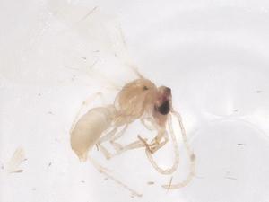  ( - CBG-B04539-G08)  @11 [ ] CreativeCommons - Attribution Share - Alike (2025) Centre for Biodiversity Genomics Centre for Biodiversity Genomics