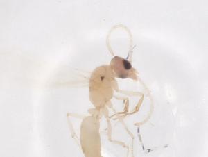  ( - CBG-B04542-D02)  @11 [ ] CreativeCommons - Attribution Share - Alike (2025) Centre for Biodiversity Genomics Centre for Biodiversity Genomics