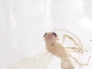  ( - CBG-B04542-E12)  @11 [ ] CreativeCommons - Attribution Share - Alike (2025) Centre for Biodiversity Genomics Centre for Biodiversity Genomics